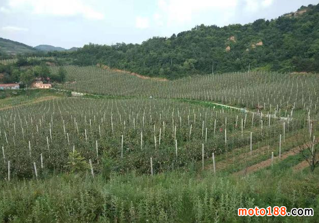 果园机械化路在何方？经济作物及丘陵山地生产机械化任重道远