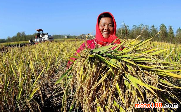 2019年粮价能像猪价一样大幅上涨吗？看完心里有数了